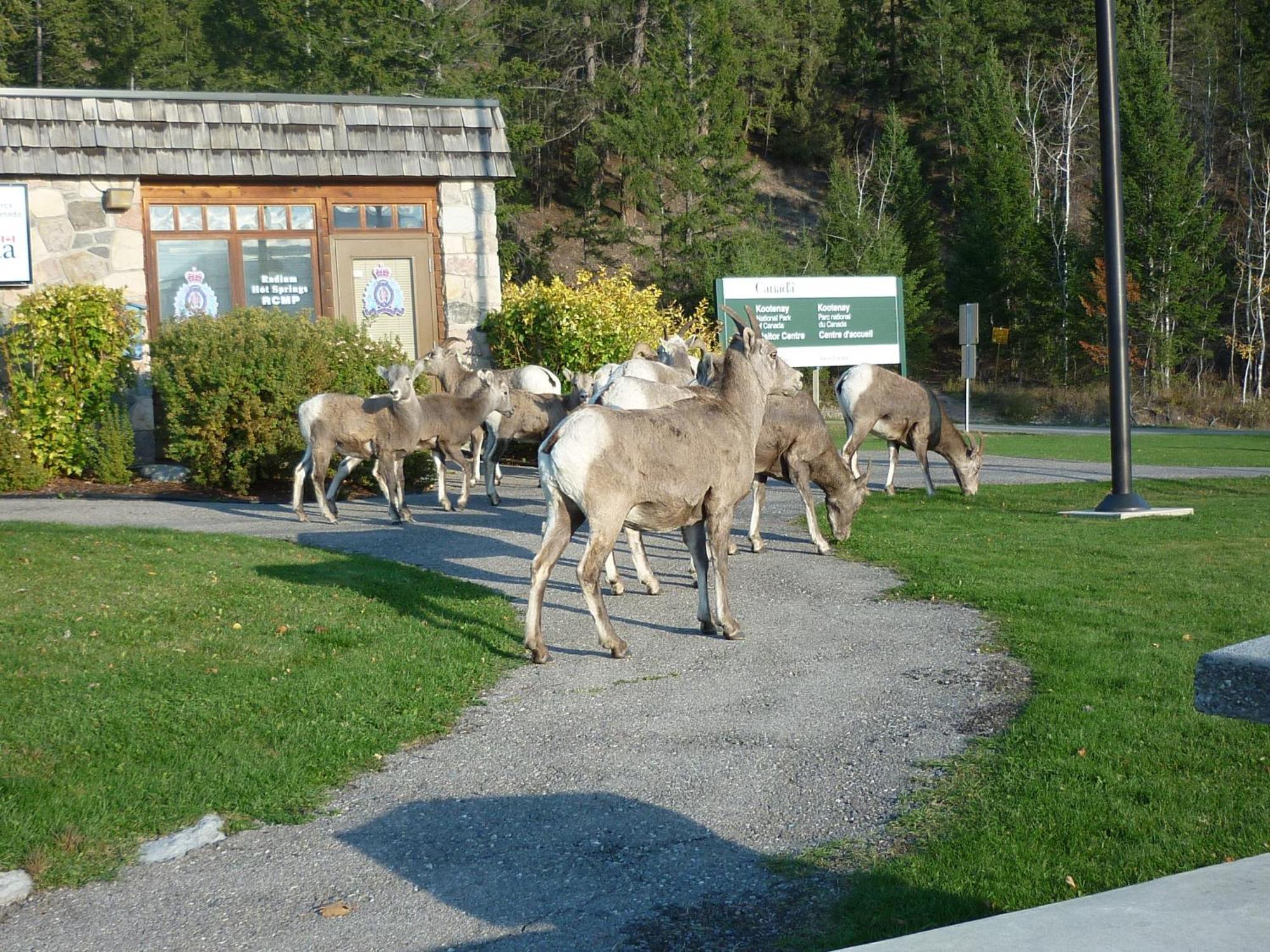 Motel Bavaria Radium Hot Springs Exterior foto